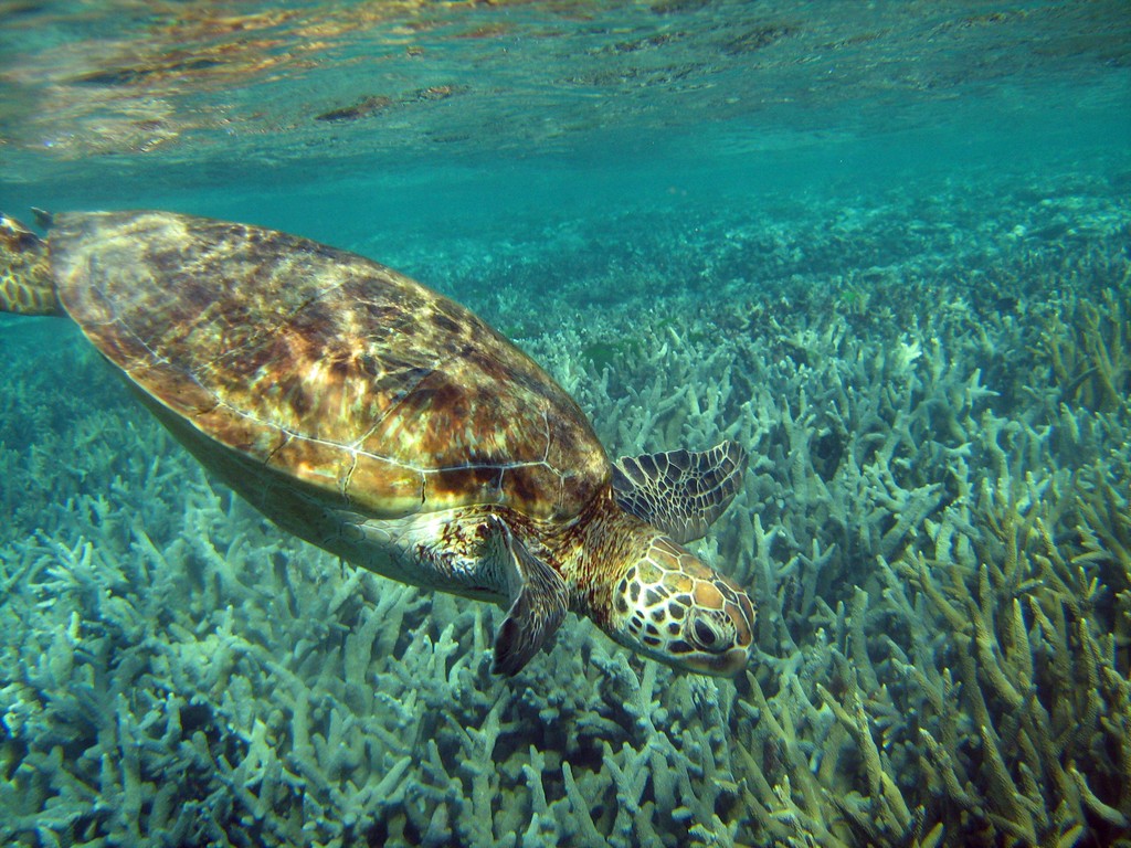 Reef & Marine Life